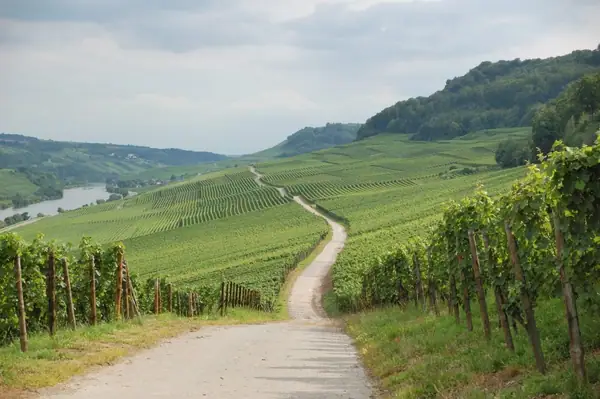 Best 15 Wines From Moldova Republic