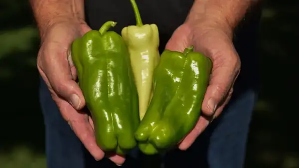 Pepperoncini Vs Banana Peppers: How Do They Differ?