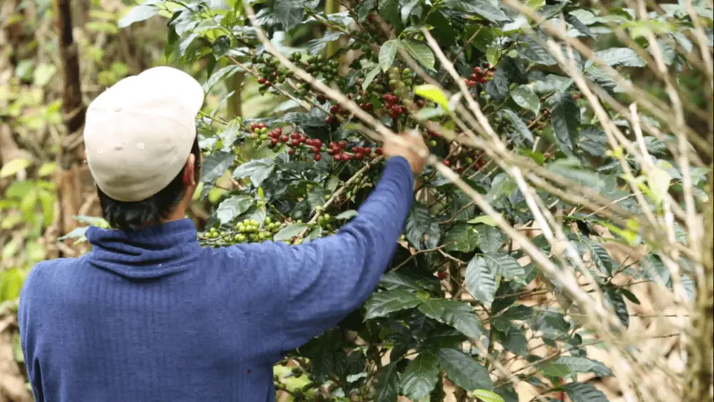 Embracing Digital Agriculture: Coffee’s Fourth Wave?