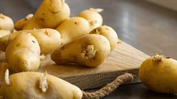 “Above all, don't leave them in there”: this mistake we all make with potatoes causes them to sprout in 10 days