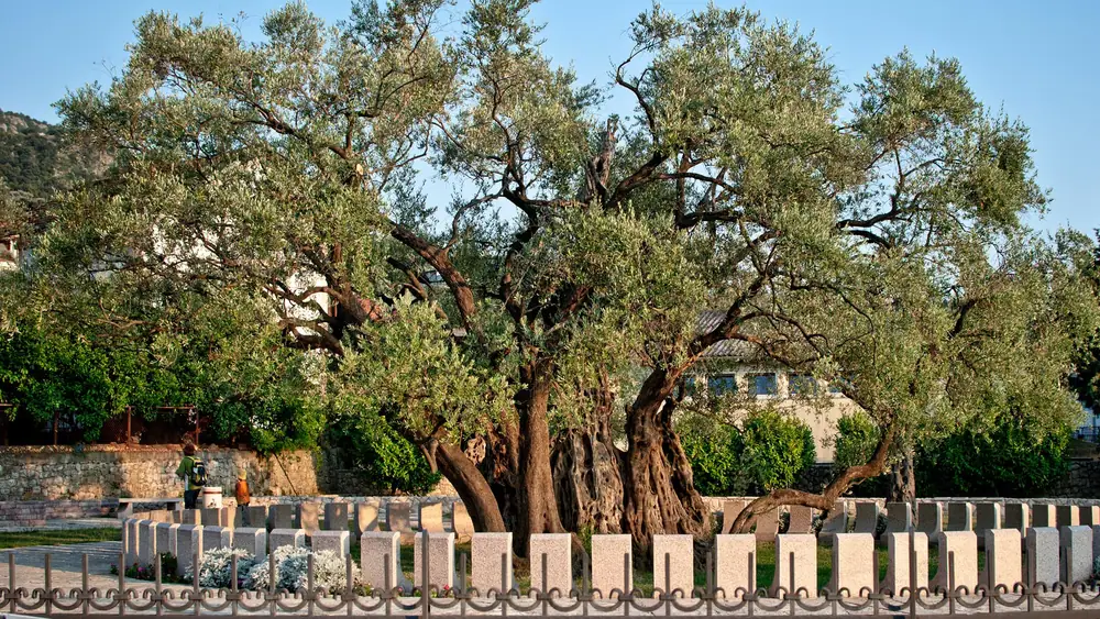 Gold Awards Highlight Montenegro’s Quality-First Olive Oil Ambitions