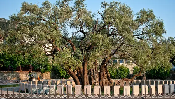 Gold Awards Highlight Montenegro’s Quality-First Olive Oil Ambitions