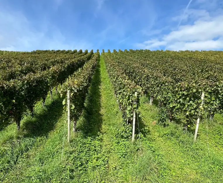 Open Vineyards: Widespread wine tourism returns, combining sport, nature, and wine culture