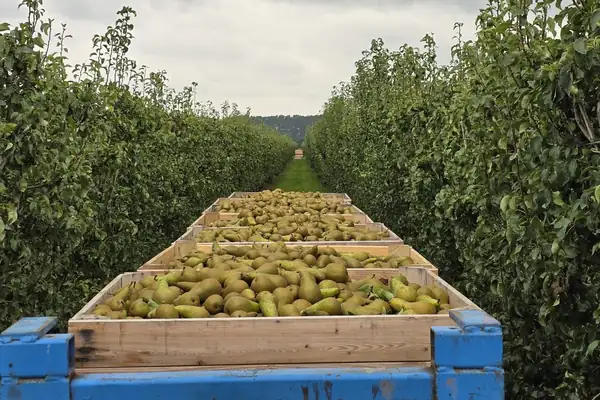 “I expect a big price difference in the pear market between small and large sizes”