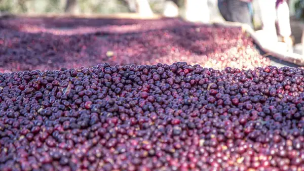 Anaerobic Natural Processing Lifts Quality Scores in China