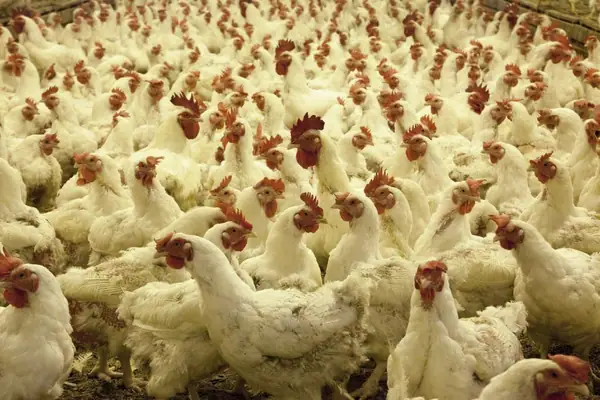 Are We Nearing the End of Preventative Antibiotics in Livestock?