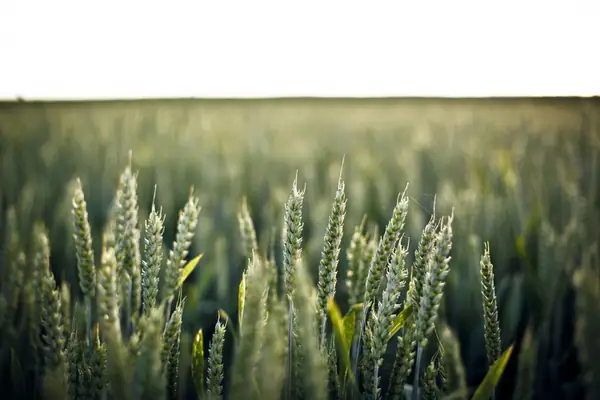 European Investment Bank Focuses in on Agri Innovation with FAO Agreement