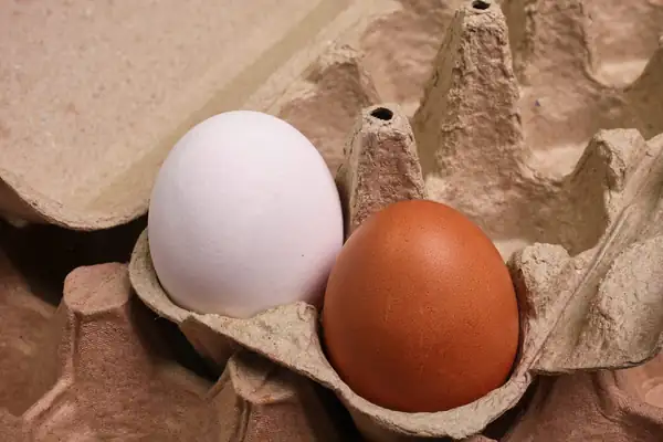 White or brown, the color of an egg has nothing to do with its taste or quality: the difference comes from elsewhere