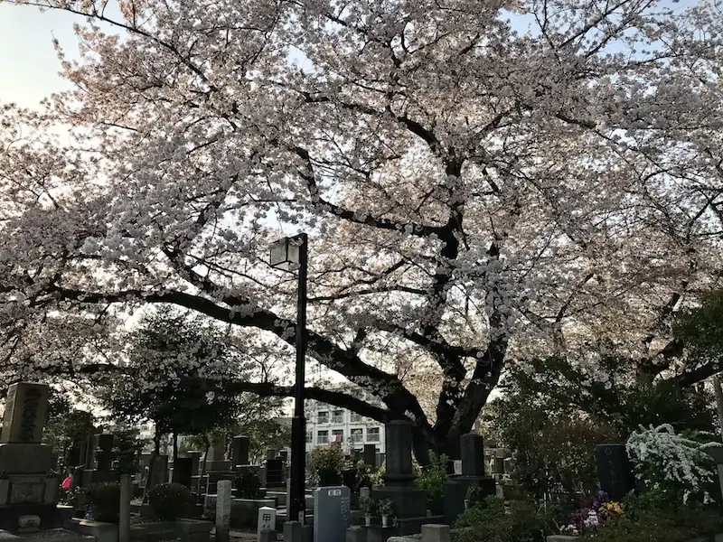 Dónde ir y qué comer durante la primavera en Tokio