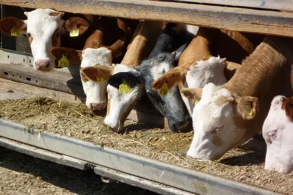 EXCLUSIVE: Beef Alliance opens first-of-a-kind startup challenge to give feedlots much-needed tech makeover